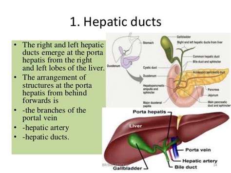 Gall Bladder