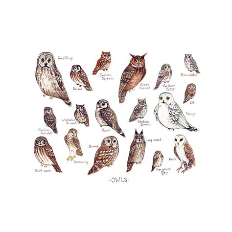 Field Guide Art Prints By Kate Dolamore On Etsy