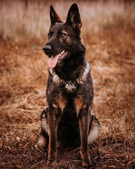 Sable Gsd