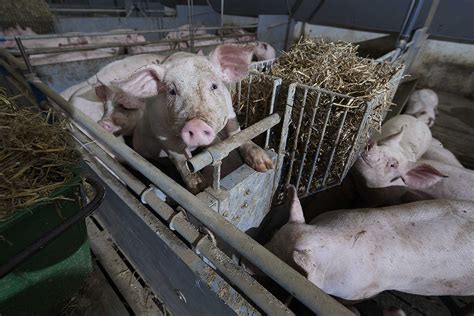 Fattening Pigs For Slaughter Maximizing Nutrition For Optimal Weight