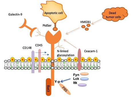 T Cell Immunoglobulin And Mucin Domain 3 TIM 3 Its Ligands And