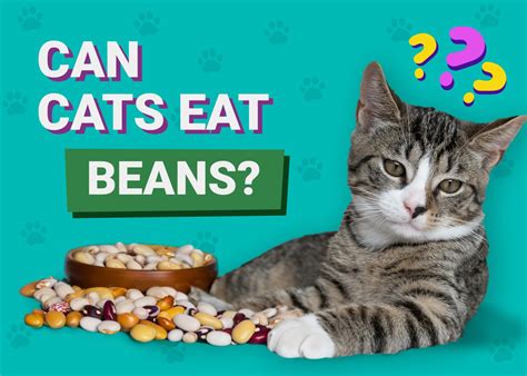 Can Cats Eat Beans Vet Reviewed Facts Types And Faq Pangovet