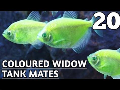 Glofish Tetra Tank Mates What Fish Can Live With A Glofish