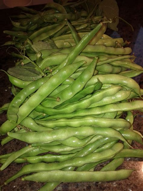 Green Bean Harvest - 2011