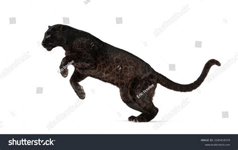 Black Spotted Leopard Panthera Pardus Leaping Stock Photo 2185416579 ...