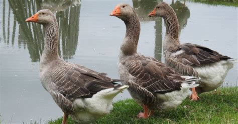 Toulouse Geese Breed And Care Guide The Garden Magazine