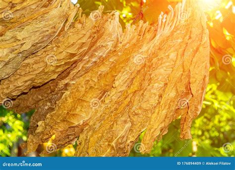 Dried Tobacco Leaves, the Fermentation of Tobacco Stock Image - Image ...