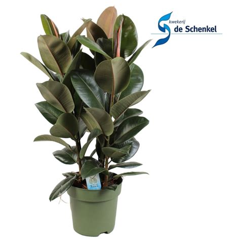 Ficus Elastica Cloe Toef 3 Stekken Pp FF049 27Chloe FloraXchange