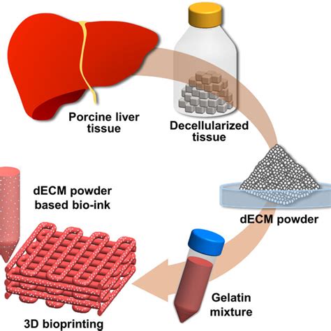 Schematic Representation Of Preparation Of Decm Powder Based Bio Ink