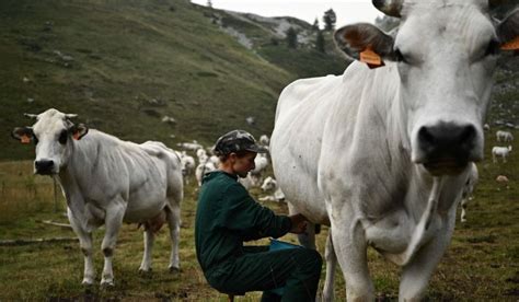 Dinamarca sería el primer país del mundo en poner un impuesto a las