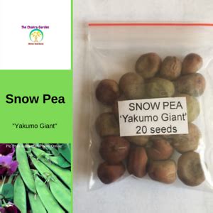 Bulk-Wholesale-Fresh-BUY IN BULK-Garden-Vegetable Seeds | eBay