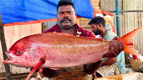 Kasimedu Speed Selvam Big Red Snapper Fish Cutting In Kasimedu