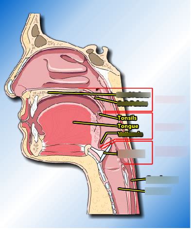 Vallecula Diagram