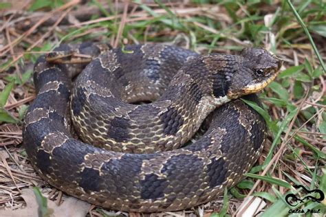 Eastern Hognose Snake Care Sheet Reptiles Cove