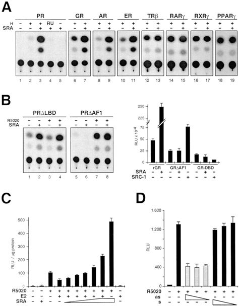 A Steroid Receptor Coactivator Sra Functions As An Rna And Is Present