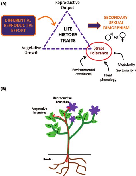 Factors Determining Secondary Sexual Dimorphism In Plants A