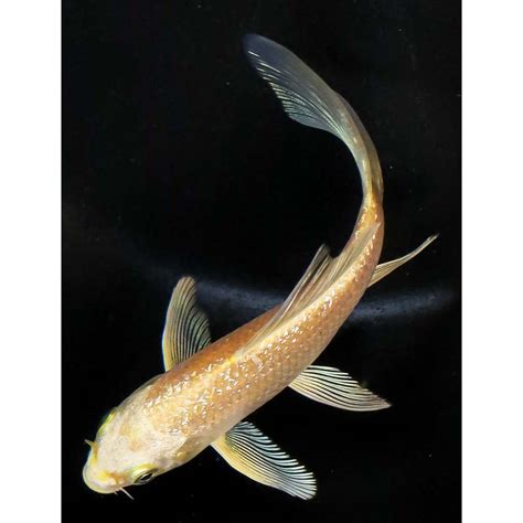 Gin Rin Yamabuki Ogon Butterfly Koi Koi Fish For Sale