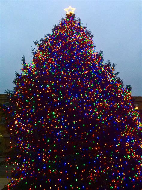 Boise Daily Photo: State Tree