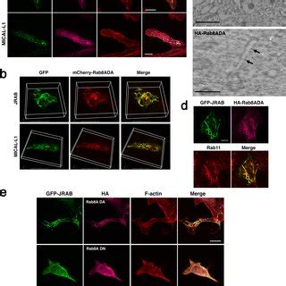 JRAB MICAL L2 Induces Endosomal Tubulation Along With Rab8A A HeLa