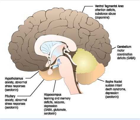 Neurotransmitters In The Brain And Depression