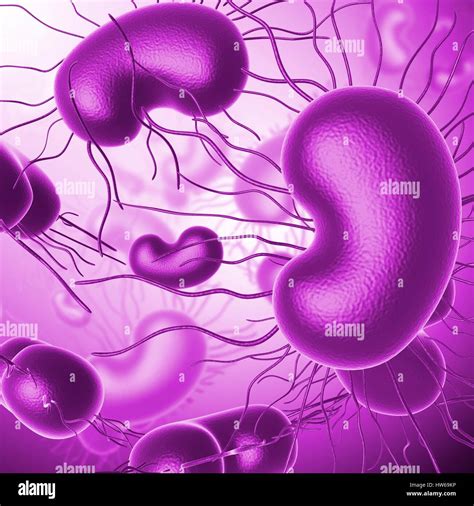 รายการ 97 ภาพ แบคทีเรีย Escherichia Coli กับ มนุษย์ ความสัมพันธ์ คมชัด