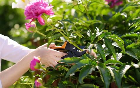 HOW TO GROW PEONIES FROM CLIPPINGS Slick Garden