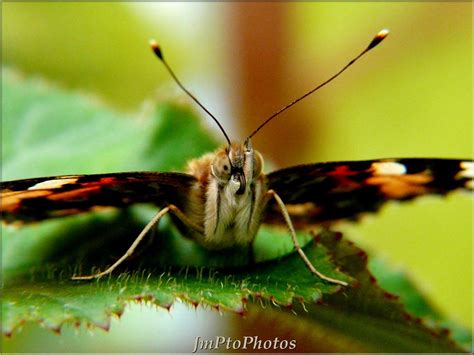 JmPtoPhotos Vanessa Cardui Dit Belle Dame