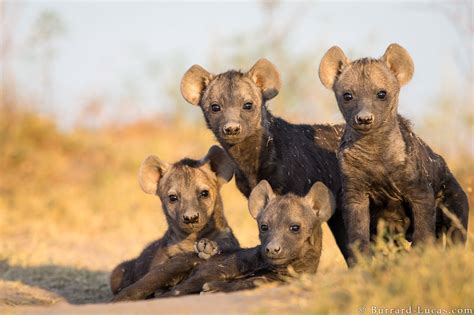 Hyena Cubs - Burrard-Lucas Photography