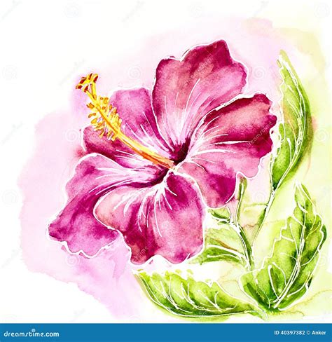 Pink Hibiscus Watercolor Painting Stock Illustration Illustration