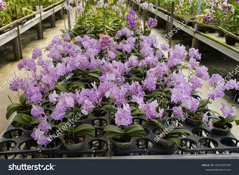 Selective Focus Top View Doritaenopsis Phalaenopsis Stock Photo