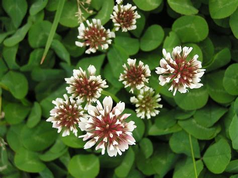 Clover Free Photo Download Freeimages