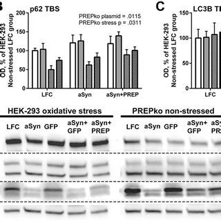 Autophagy Markers In Hek And Prepko Cell Soluble Fraction Tbs