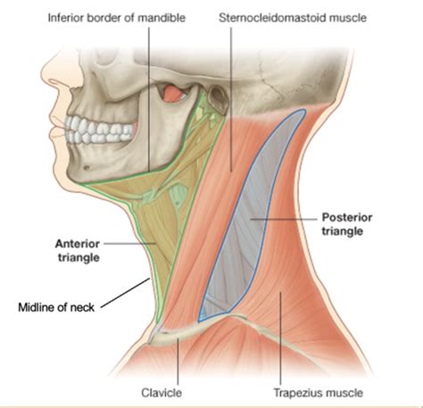 Anterior Triangle Of The Neck Flashcards Quizlet