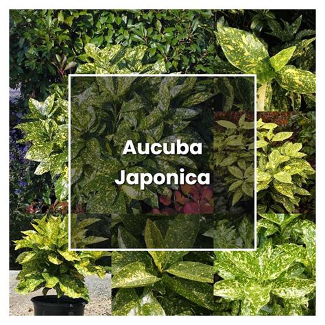 How To Grow Aucuba Japonica Plant Care Tips Norwichgardener