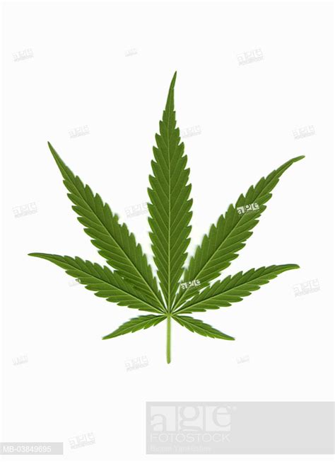 Cannabis Leaf Drawing at GetDrawings | Free download