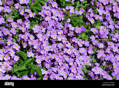 Aubretia Blaukisse Aubrieta X Cultorum Pázsitviola Hungary