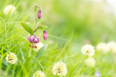 Dreamy Close Up Of A Turk S Cap Lily Lilium Martagon Between Grass