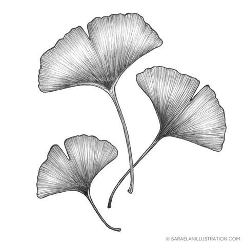 Ginkgo Biloba Disegno E Significato Saraelan Illustration Saraelan