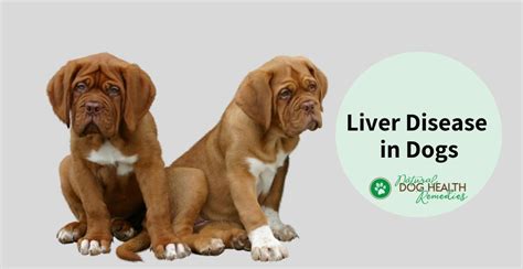 What Causes Liver Problems In Dogs