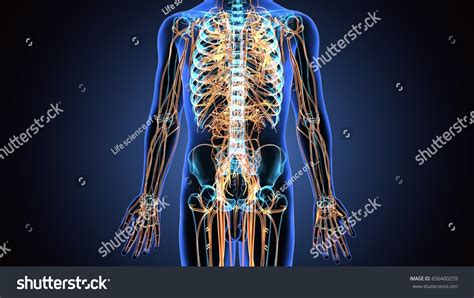 3d Illustration Human Body Nerves System Stock Illustration 656400259