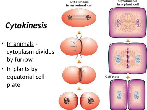 Mitosis Asexual Reproduction Online Presentation