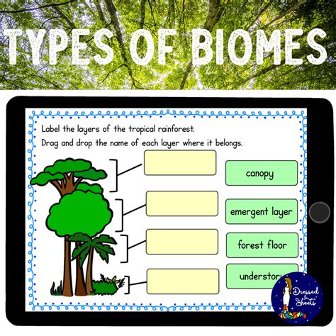 Types Of Biomes Worksheets And Boom Cards Made By Teachers