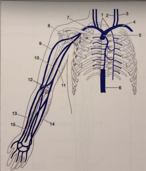 Veins Of The Thorax And Upper Limb Diagram Quizlet