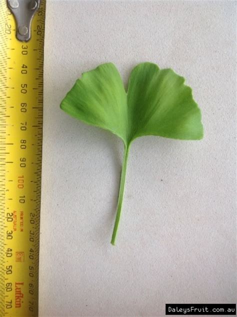 Ginkgo Grafted Female Tree - Ginkgo biloba