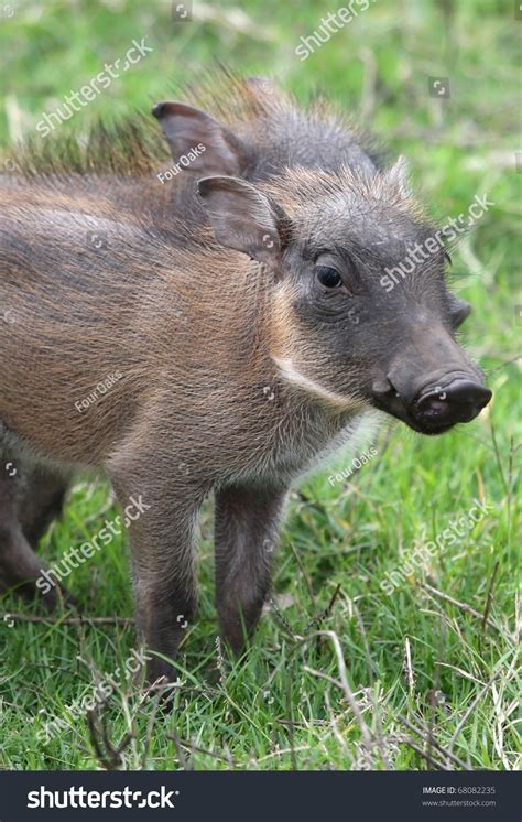 Cute Little Warthog Piglet Standing In Green Grass Stock Photo 68082235