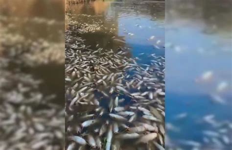 Cena Triste Rio Amanhece Milhares De Peixes Mortos Em SP E