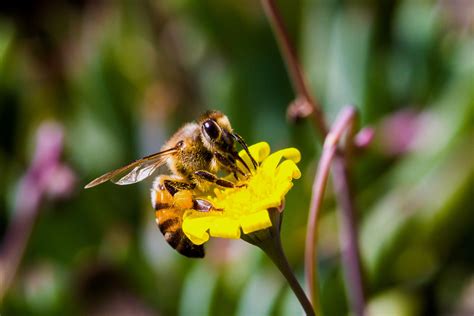 What Are Killer Bees Aka Africanized Bees