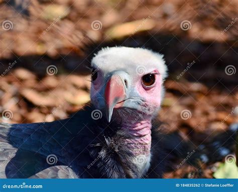 Close Up of a Baby Vulture`s Head Stock Photo - Image of wild, chick ...