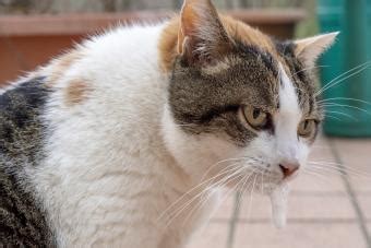 Causes Of Your Cat S Drooling And When To See Your Vet Lovetoknow Pets