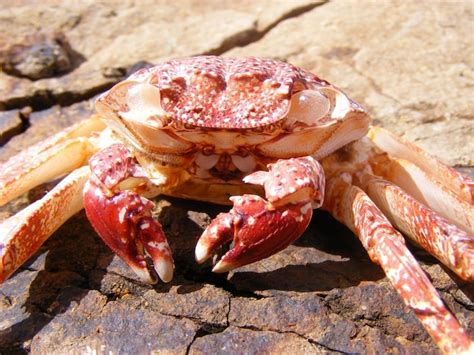 Premium Photo Close Up Of Crab On Rock